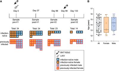 Age- and sex-specific differences in immune responses to BNT162b2 COVID-19 and live-attenuated influenza vaccines in UK adolescents